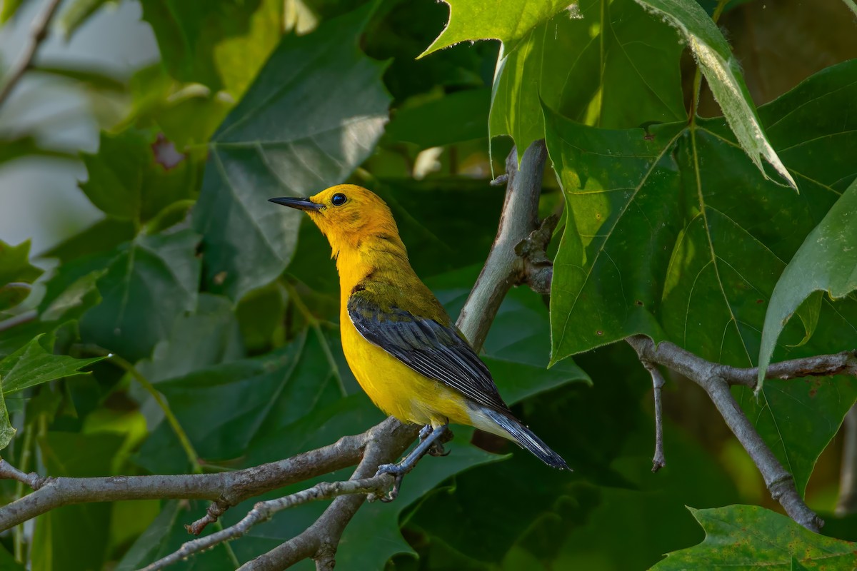 Prothonotary Warbler - ML620841651