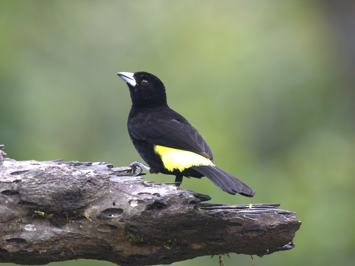 Flame-rumped Tanager (Lemon-rumped) - ML620841684