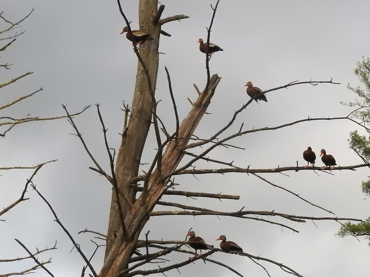 Black-bellied Whistling-Duck - ML620841717