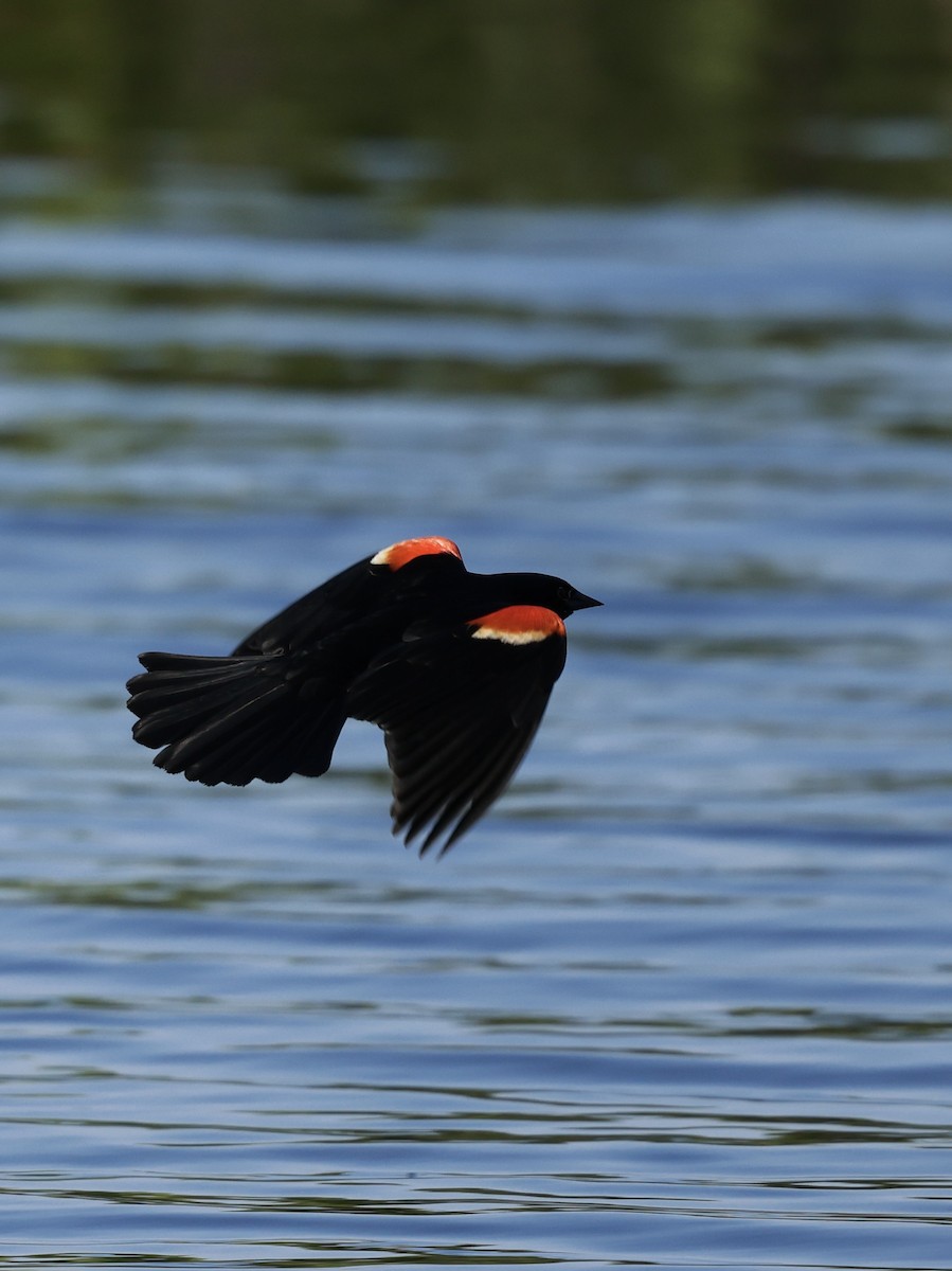 Red-winged Blackbird - ML620841748