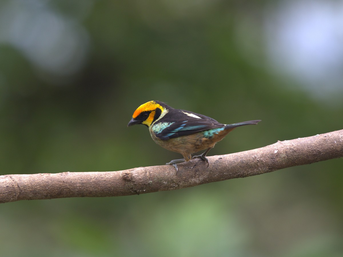 Flame-faced Tanager (Yellow-faced) - ML620841756