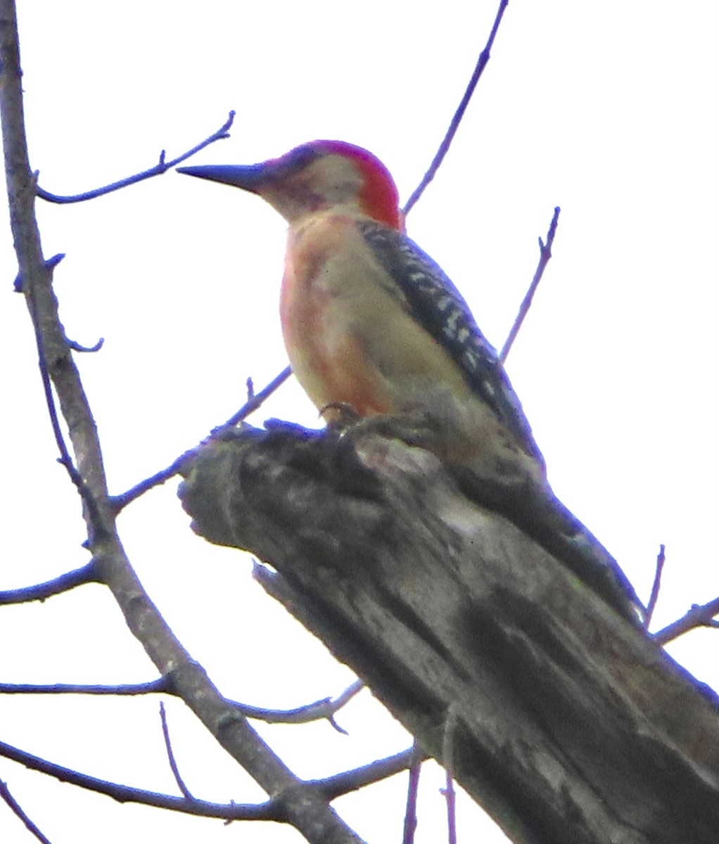 Red-bellied Woodpecker - ML620841760