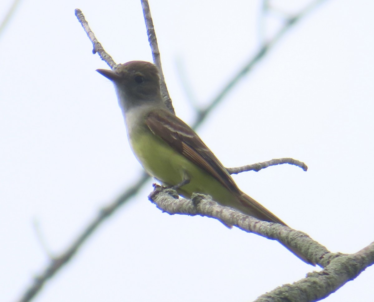 Great Crested Flycatcher - ML620841765