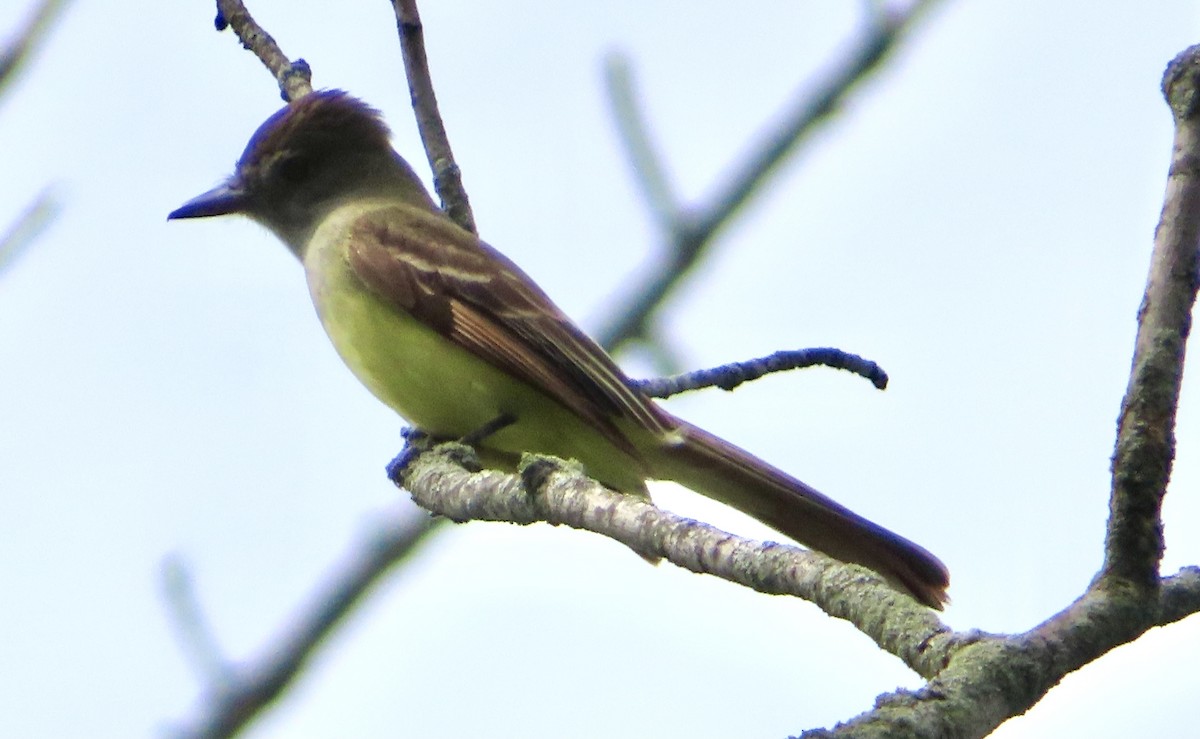 Great Crested Flycatcher - ML620841766