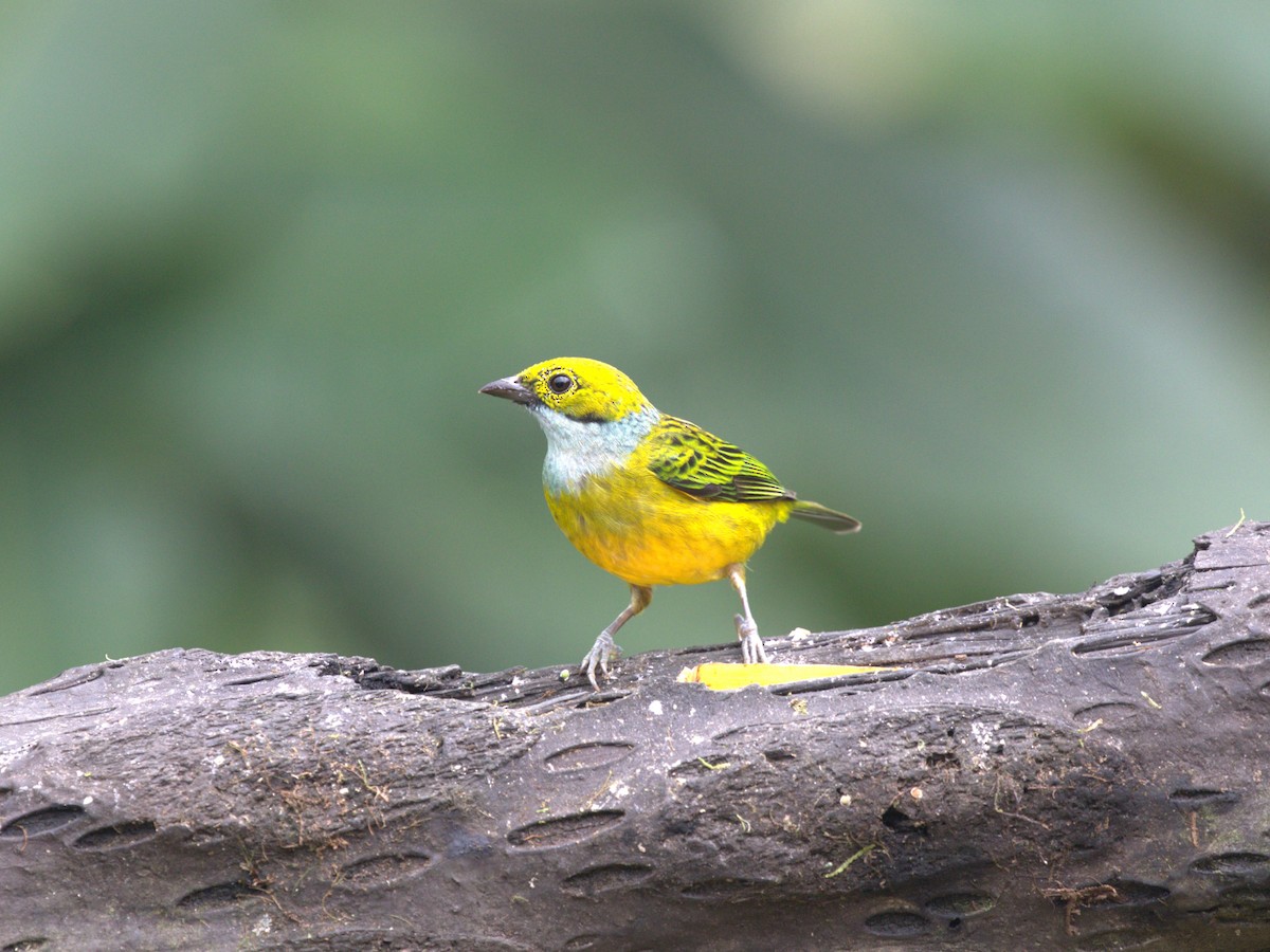 Silver-throated Tanager - ML620841767