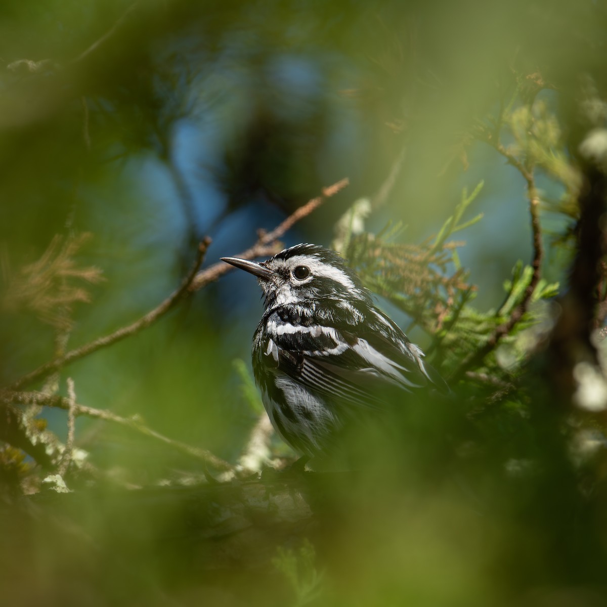 Black-and-white Warbler - ML620841776