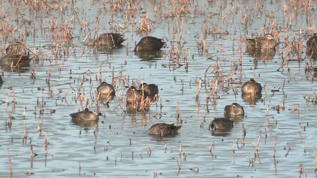 Pacific Black Duck - ML620841779