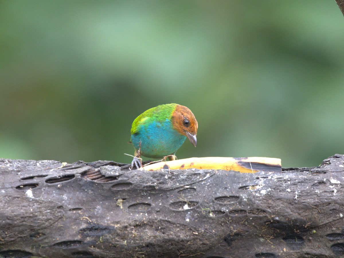 Bay-headed Tanager (Bay-and-blue) - ML620841801