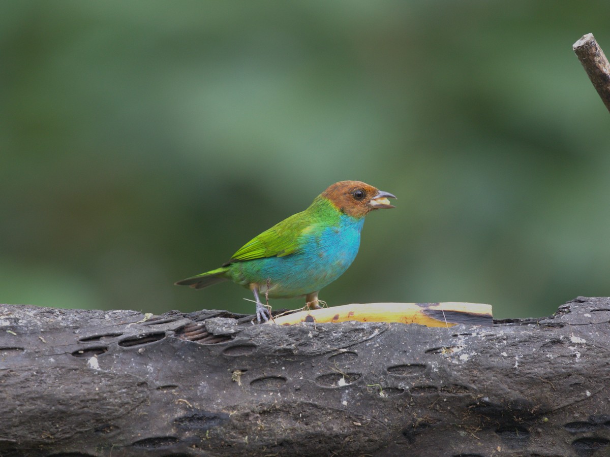 Bay-headed Tanager (Bay-and-blue) - ML620841805