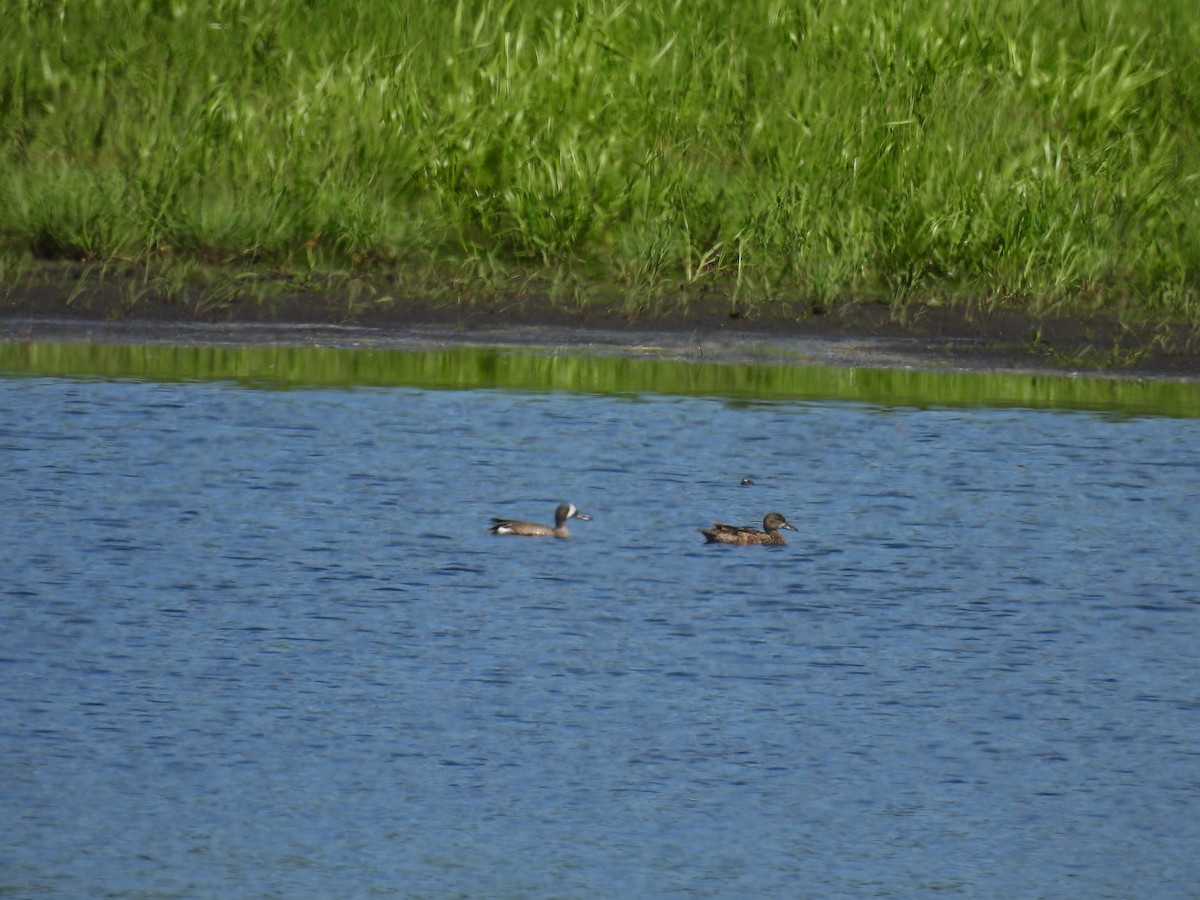Blue-winged Teal - ML620841807