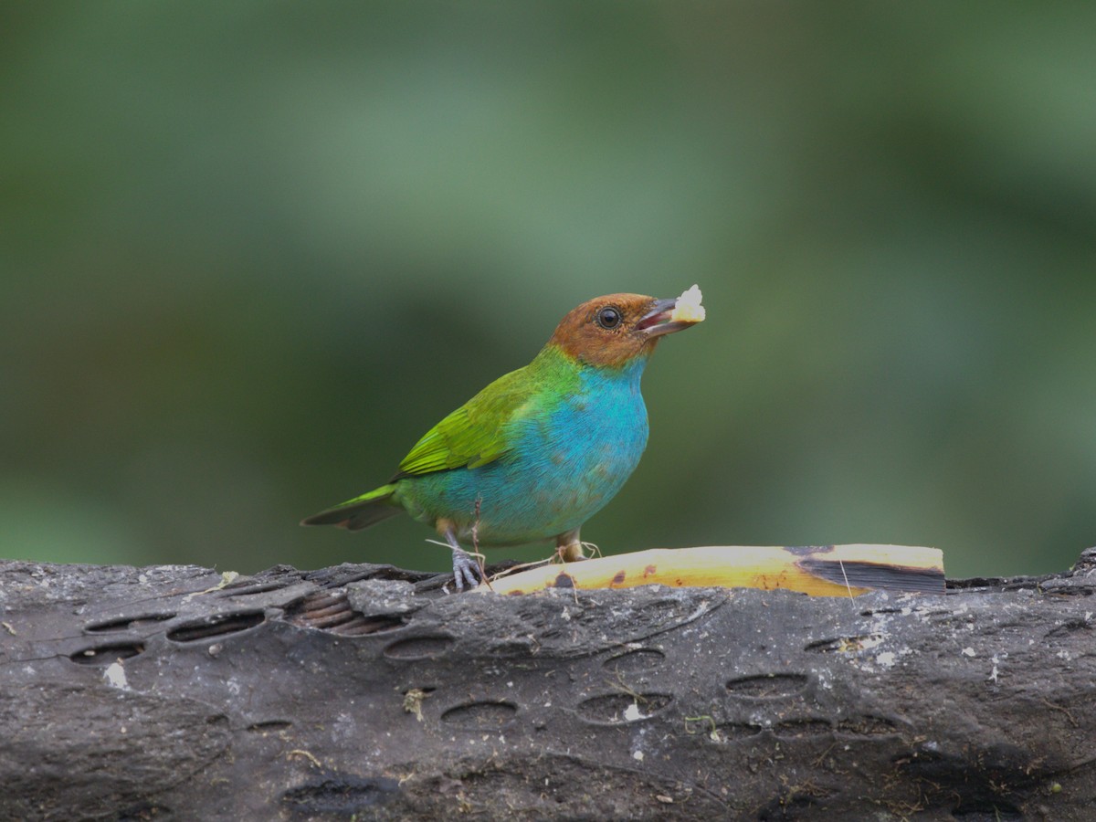 Bay-headed Tanager (Bay-and-blue) - ML620841808