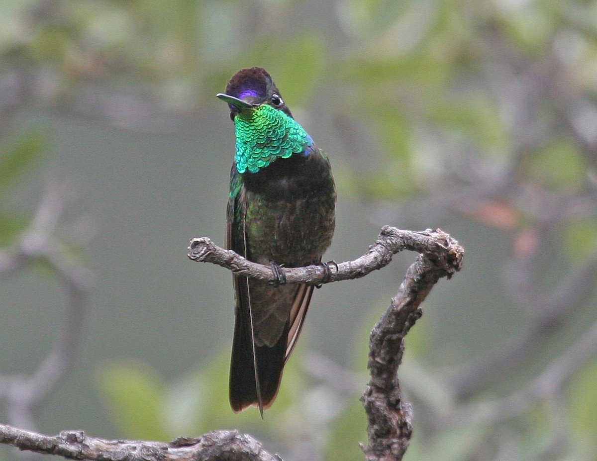 kolibřík skvostný - ML620841810