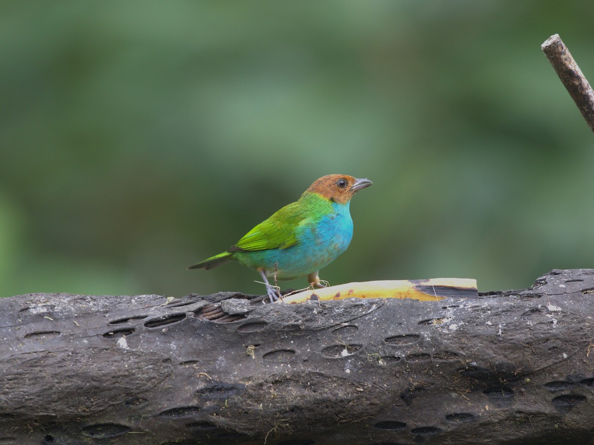 Bay-headed Tanager (Bay-and-blue) - ML620841824