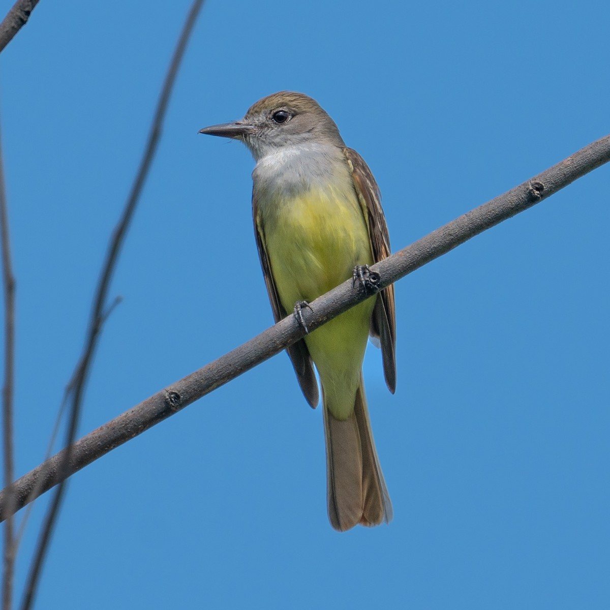 Great Crested Flycatcher - ML620841839