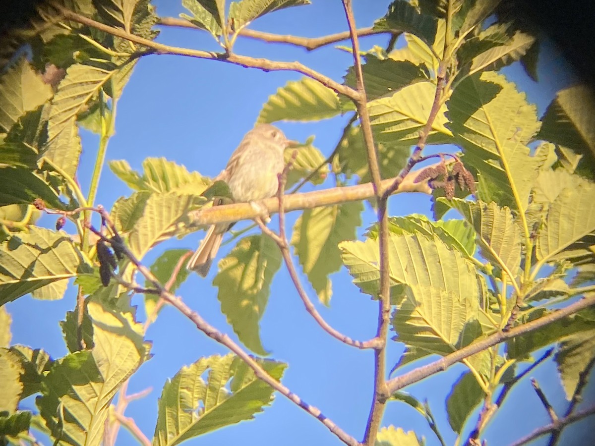 Dusky Flycatcher - ML620841853