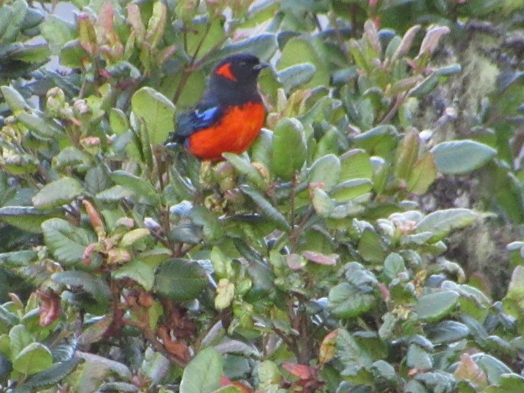 Scarlet-bellied Mountain Tanager - ML620841857
