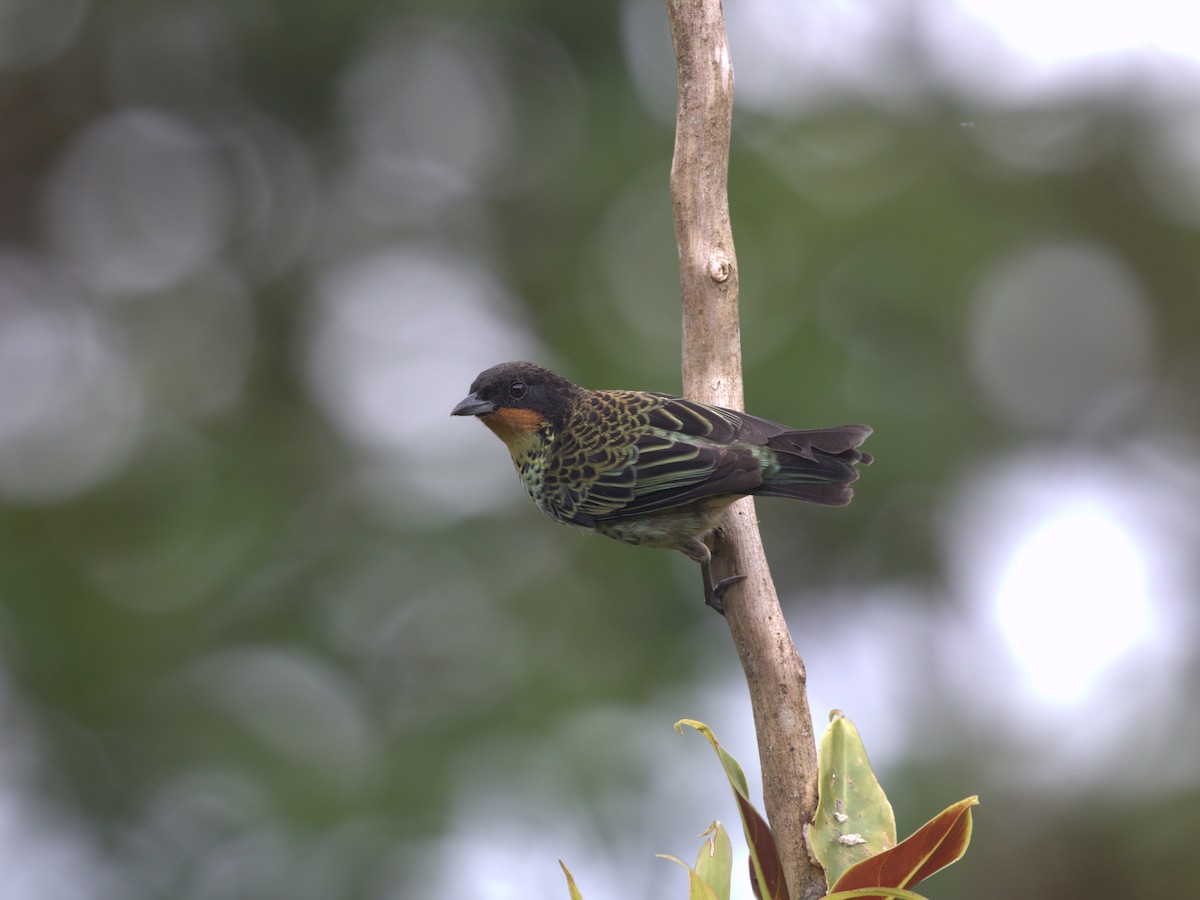 Rufous-throated Tanager - ML620841879