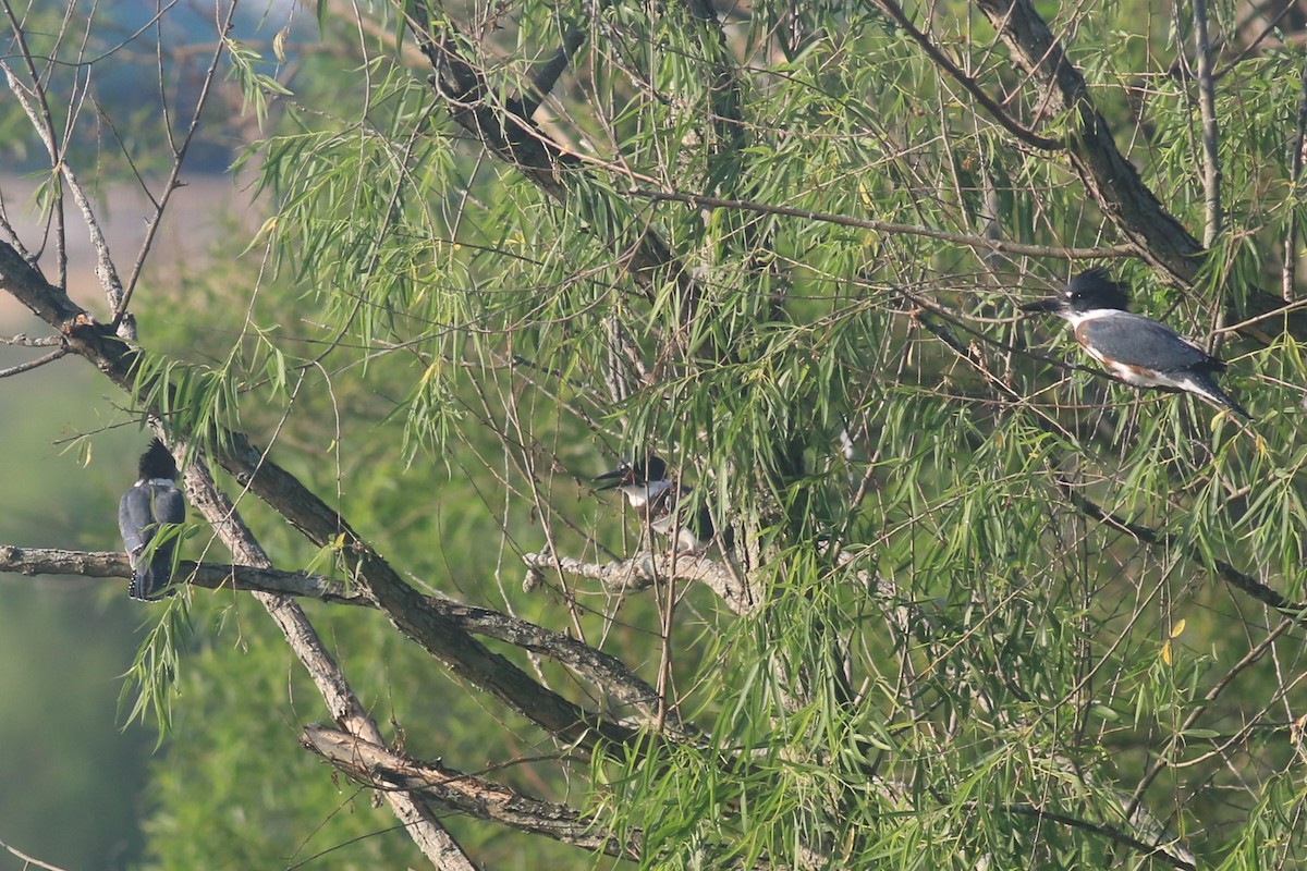 Belted Kingfisher - ML620841883