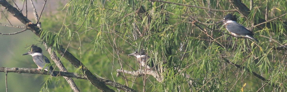Belted Kingfisher - ML620841884