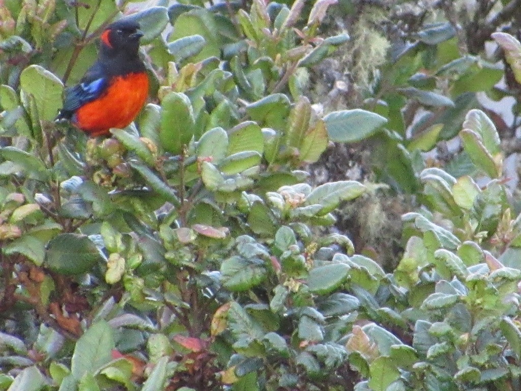 Scarlet-bellied Mountain Tanager - ML620841892