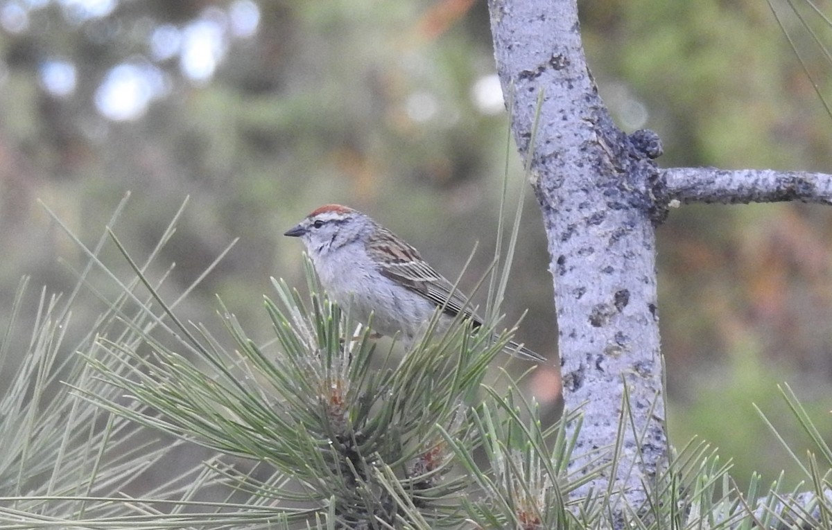 Chipping Sparrow - ML620841899