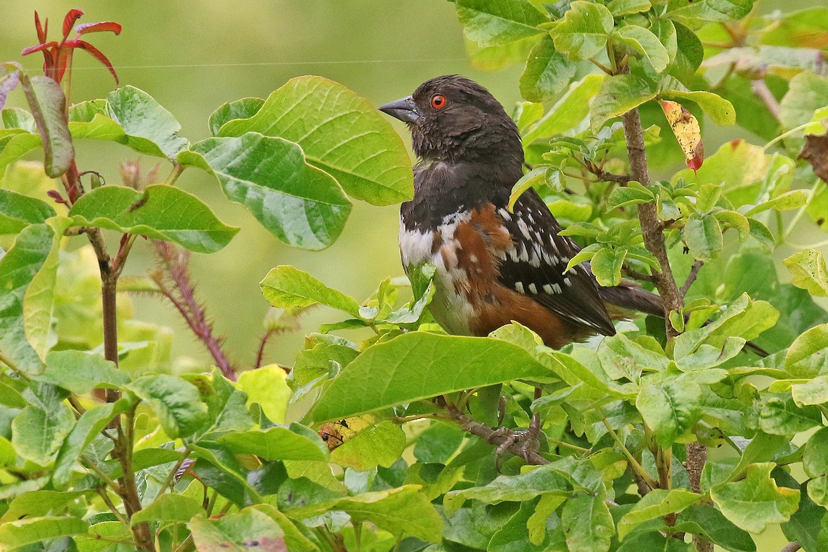 Spotted Towhee - ML620841905
