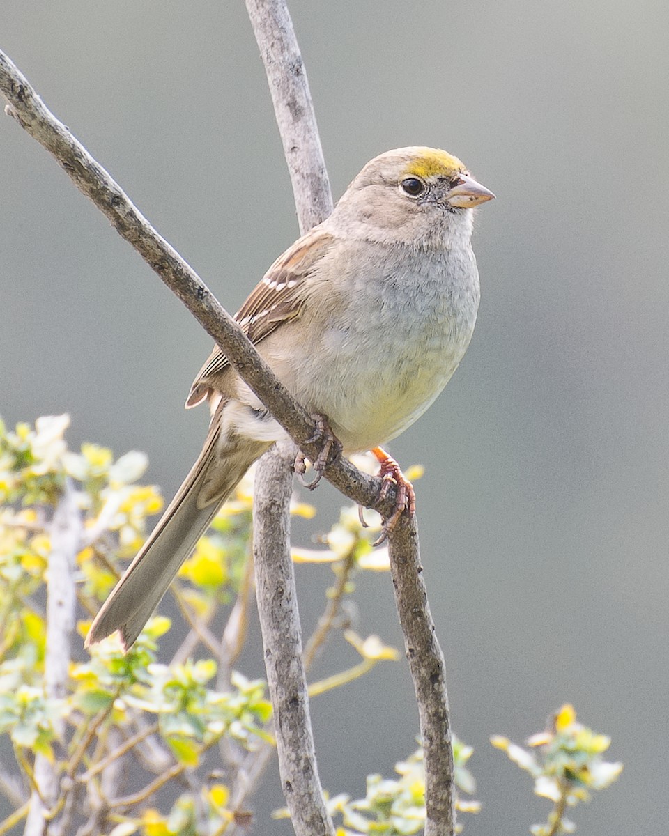 Golden-crowned Sparrow - ML620841909