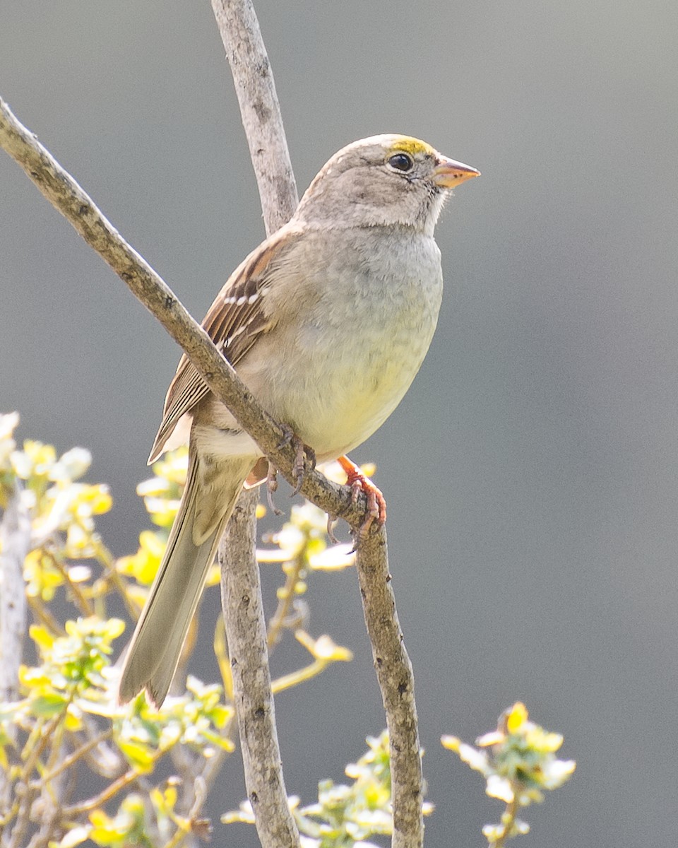 Golden-crowned Sparrow - ML620841910