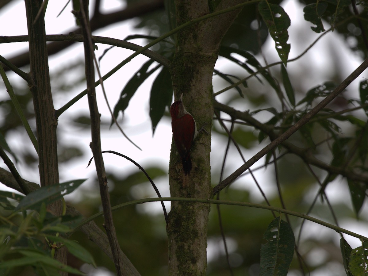 Scarlet-backed Woodpecker - ML620841911