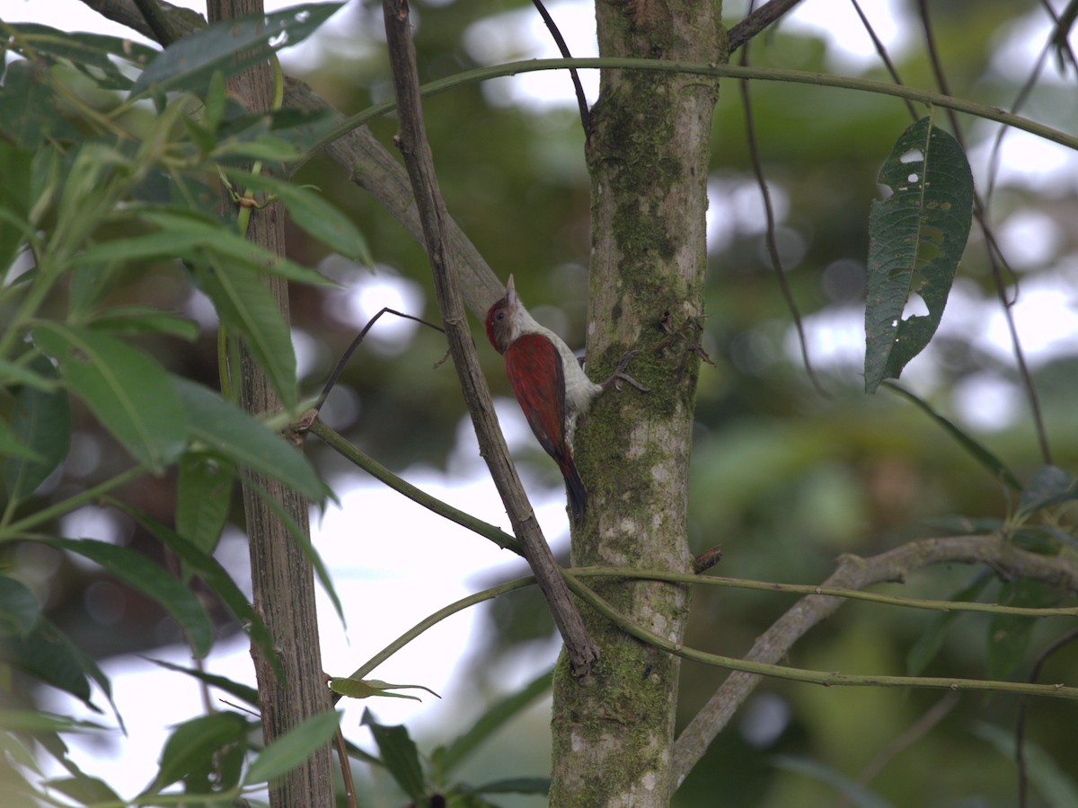 Scarlet-backed Woodpecker - ML620841918