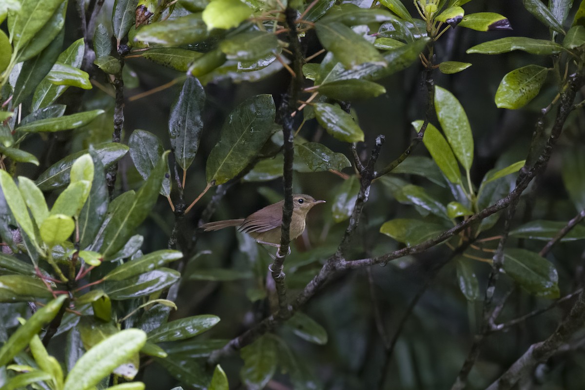 Japanese Bush Warbler - ML620841921