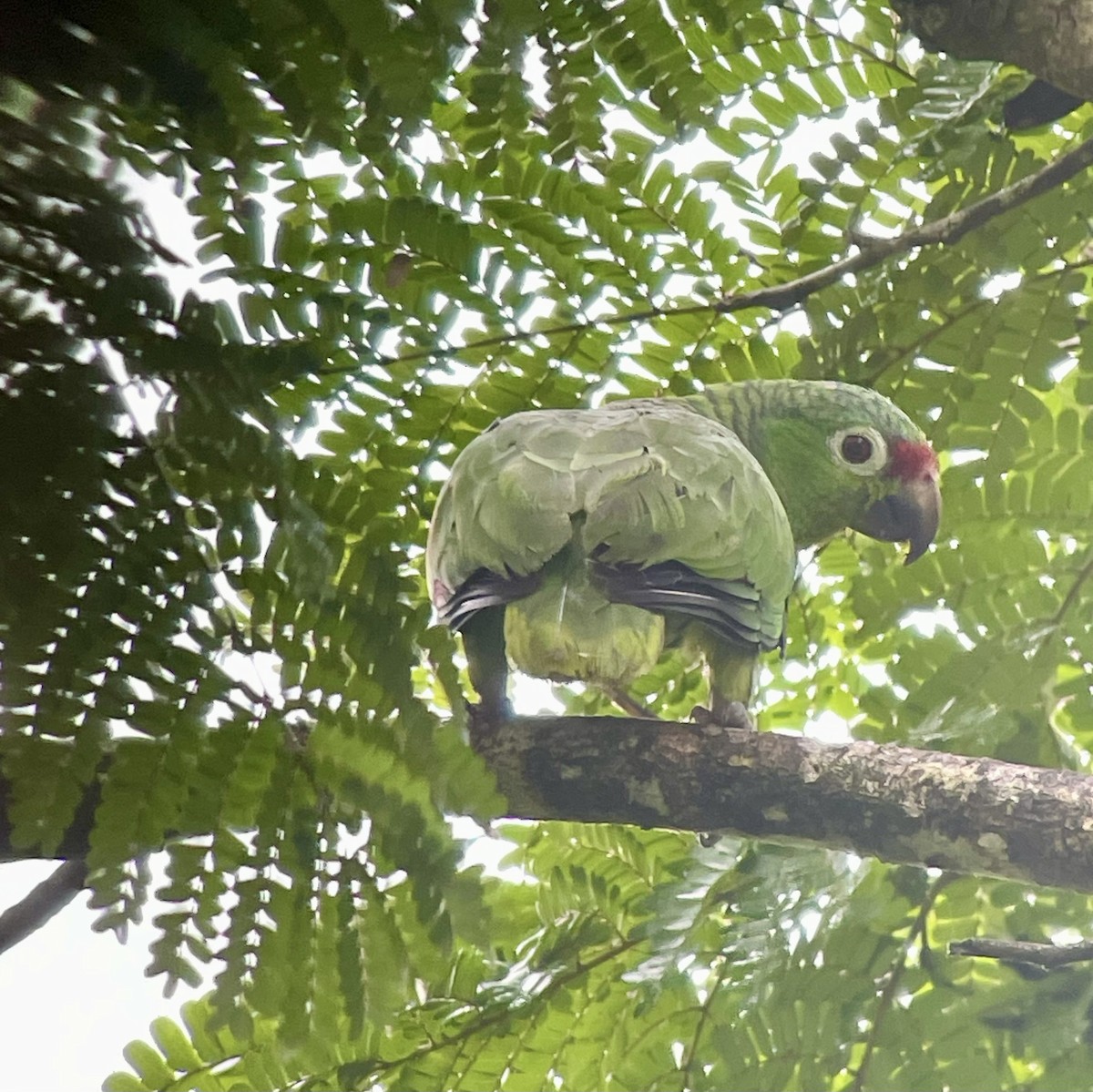 Red-lored Parrot - ML620841925