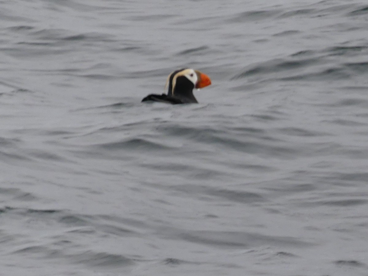 Tufted Puffin - ML620841937