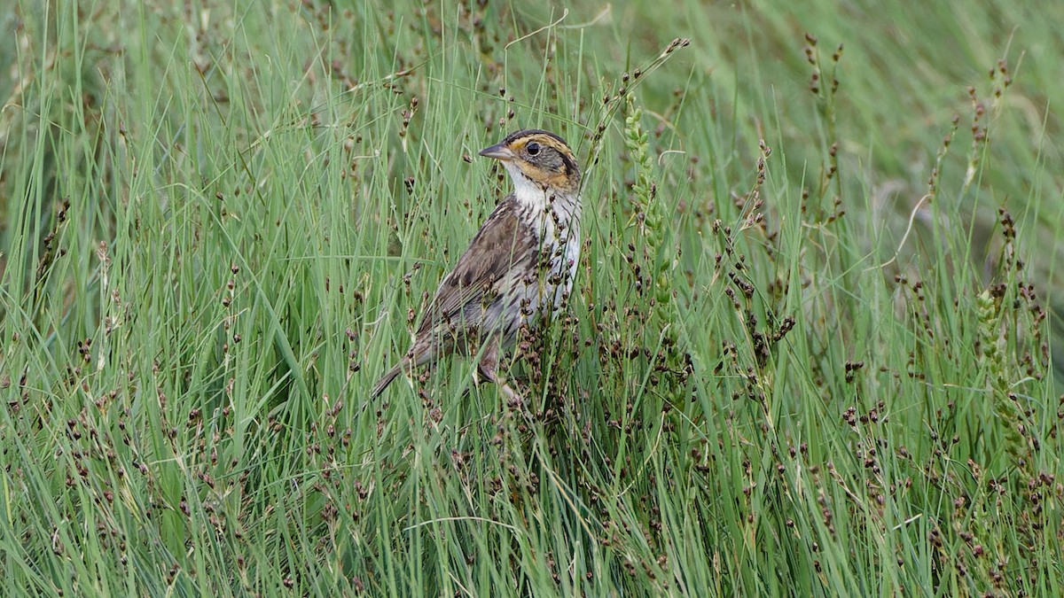 Saltmarsh Sparrow - ML620841955