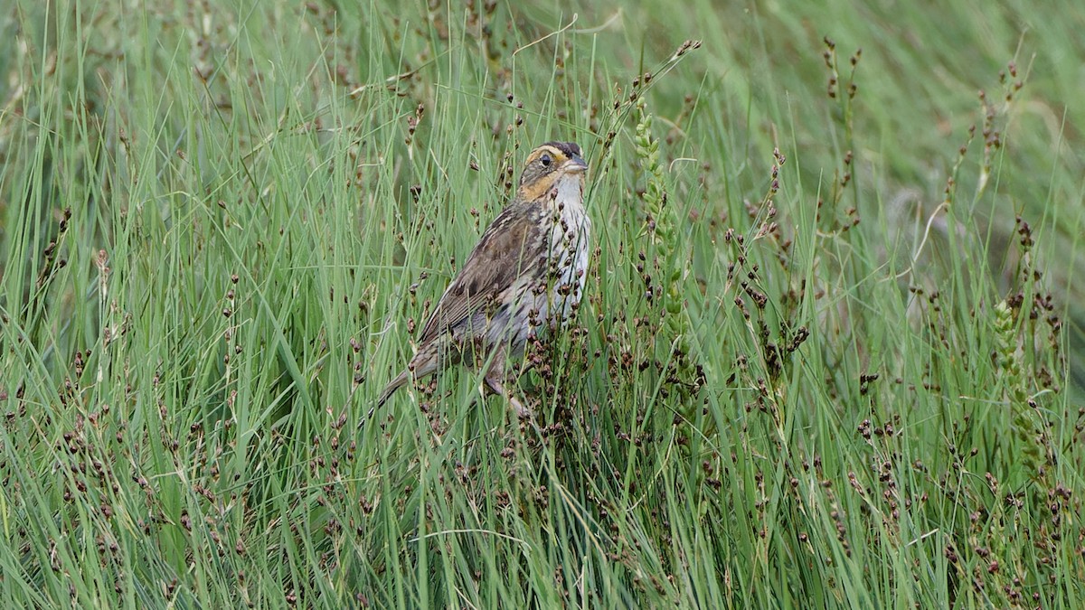 Saltmarsh Sparrow - ML620841956