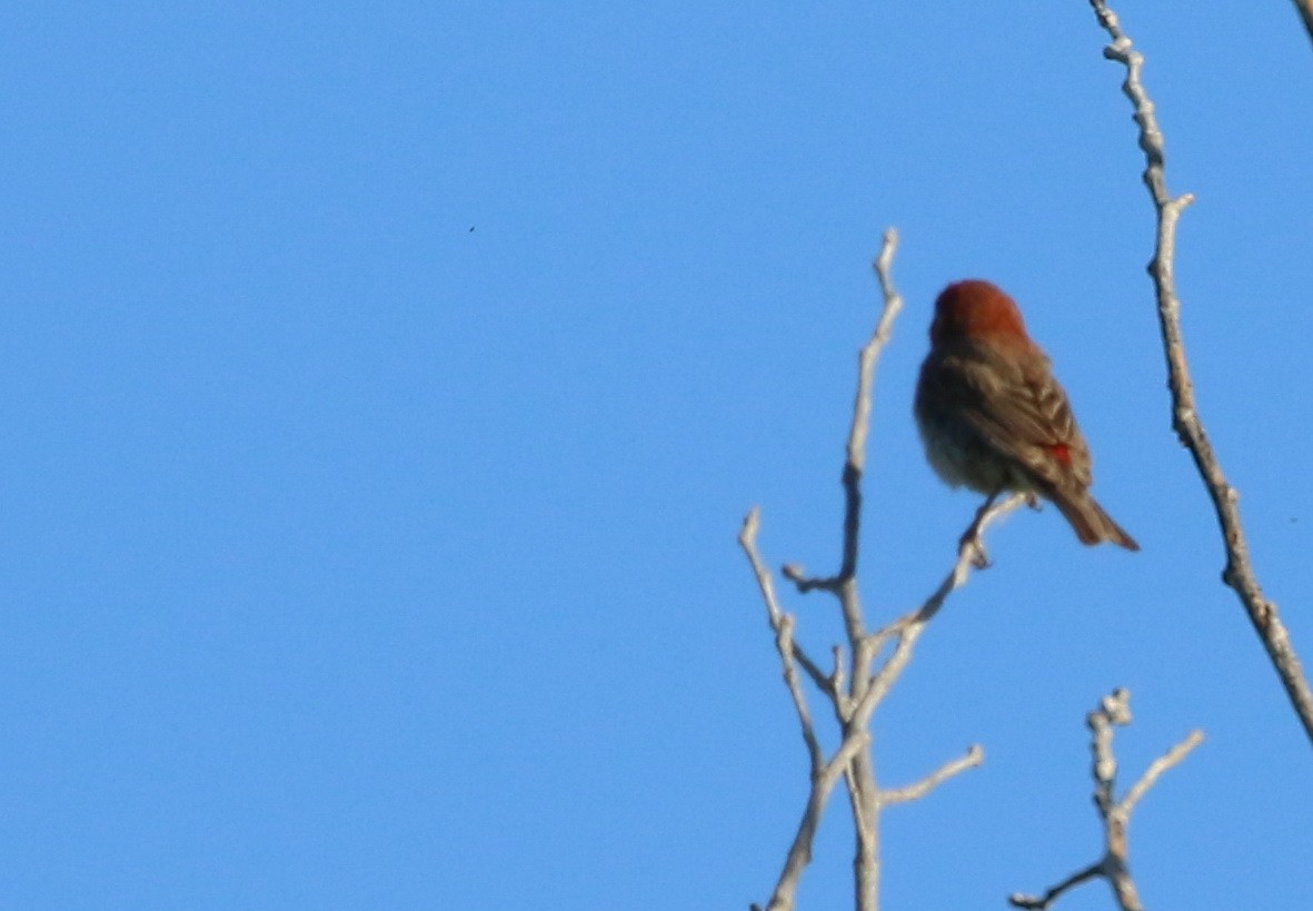 House Finch - Hendrik Swanepoel