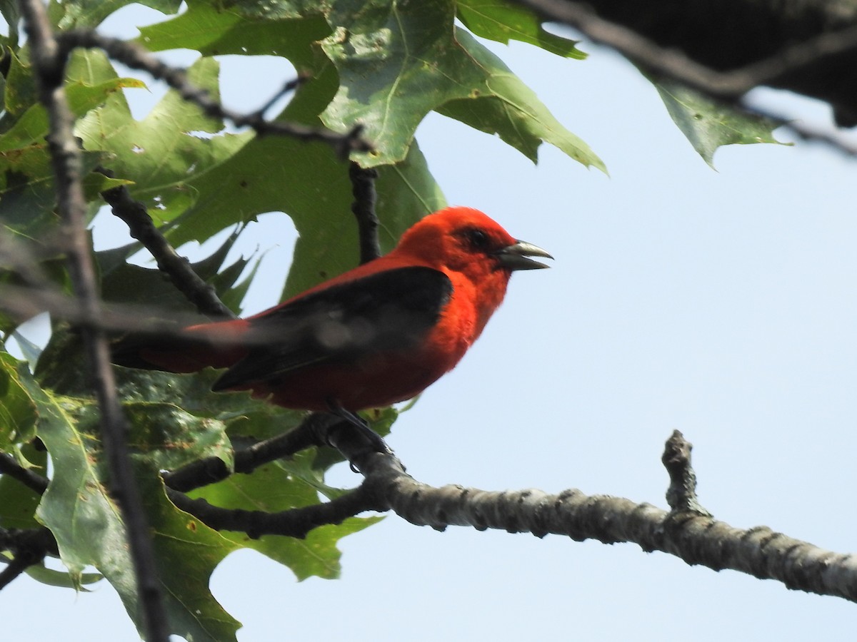 Scarlet Tanager - ML620842017