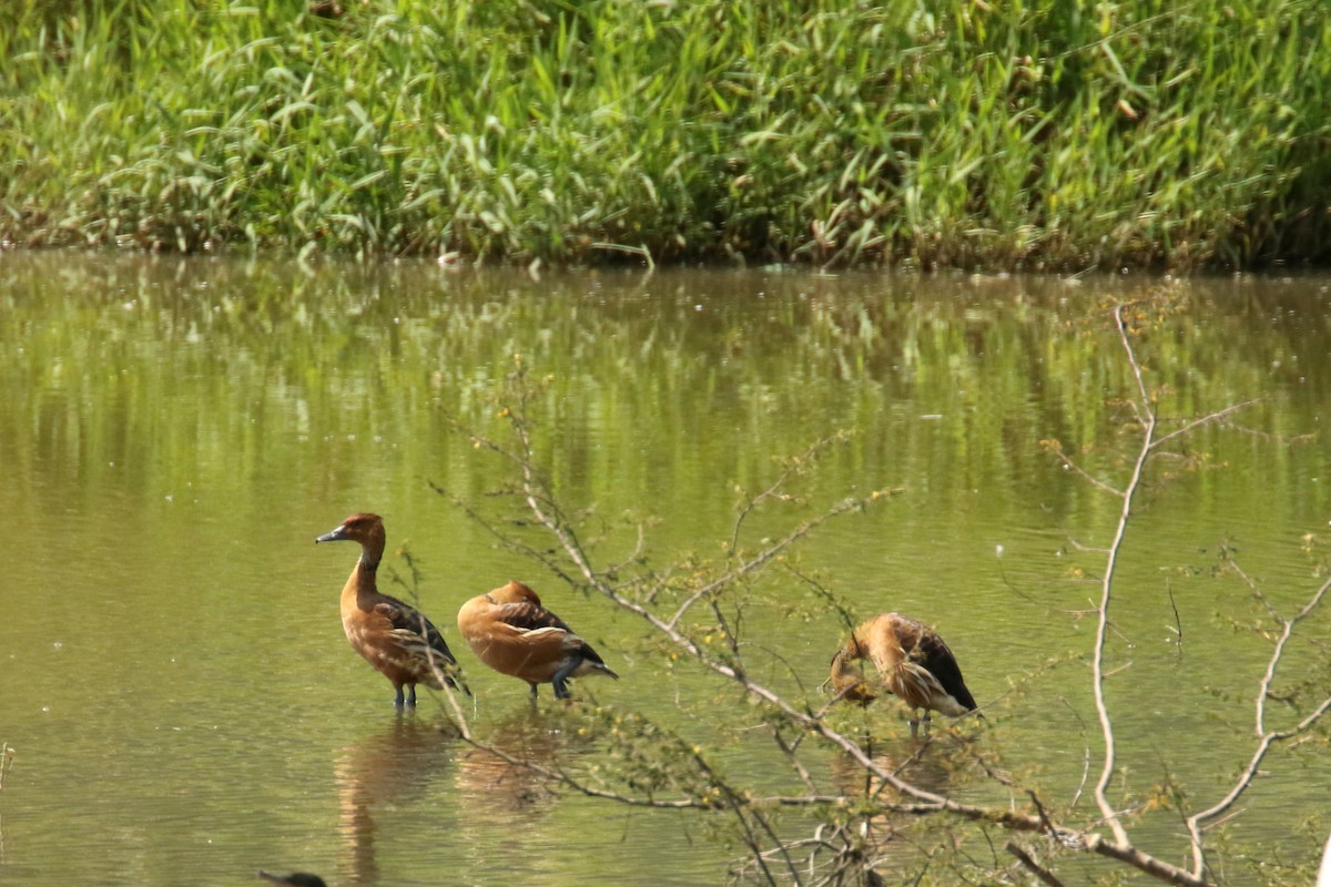 Fulvous Whistling-Duck - ML620842022