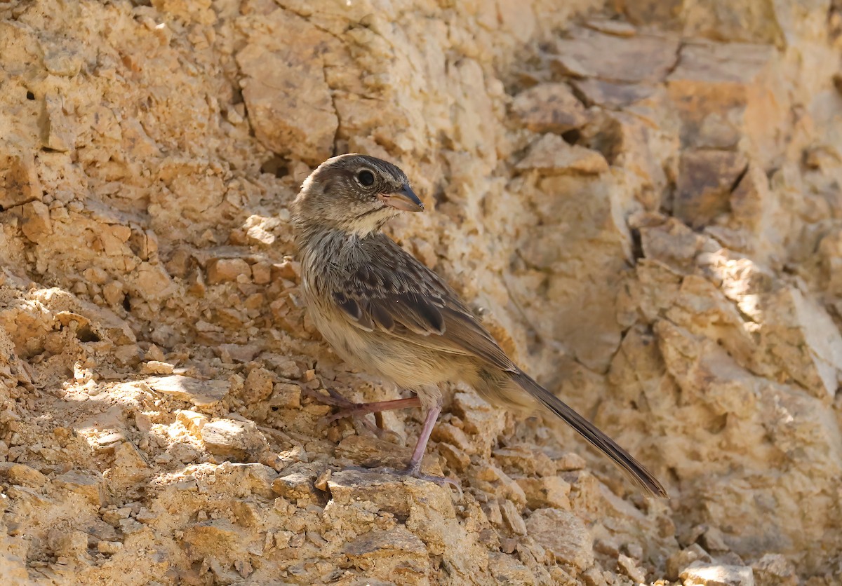 Rufous-crowned Sparrow - ML620842091