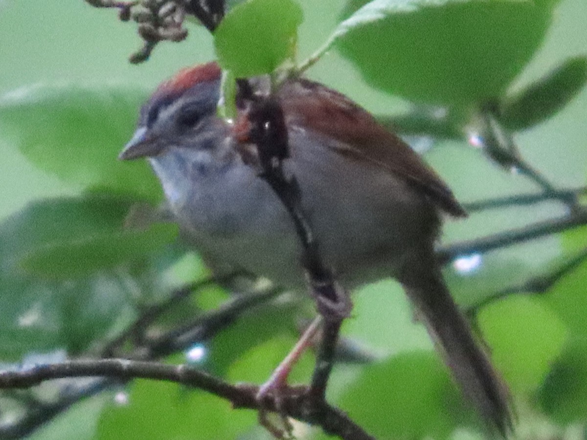 Swamp Sparrow - ML620842112
