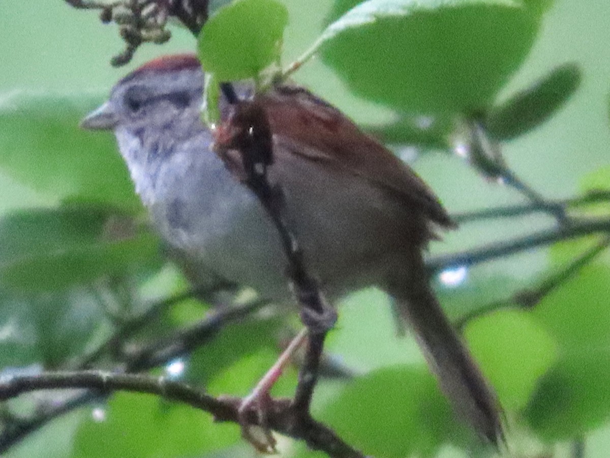 Swamp Sparrow - ML620842113