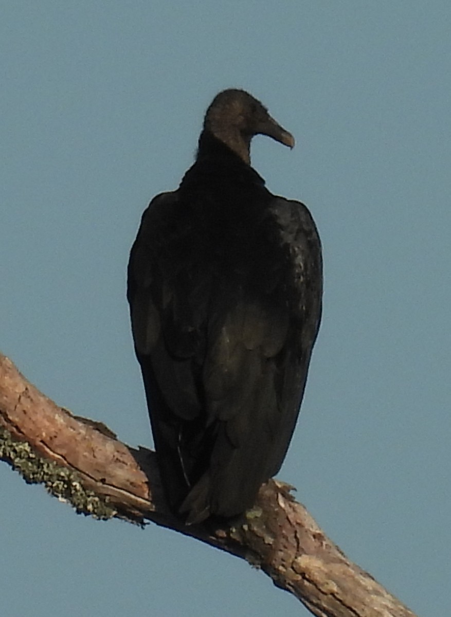 Black Vulture - ML620842114