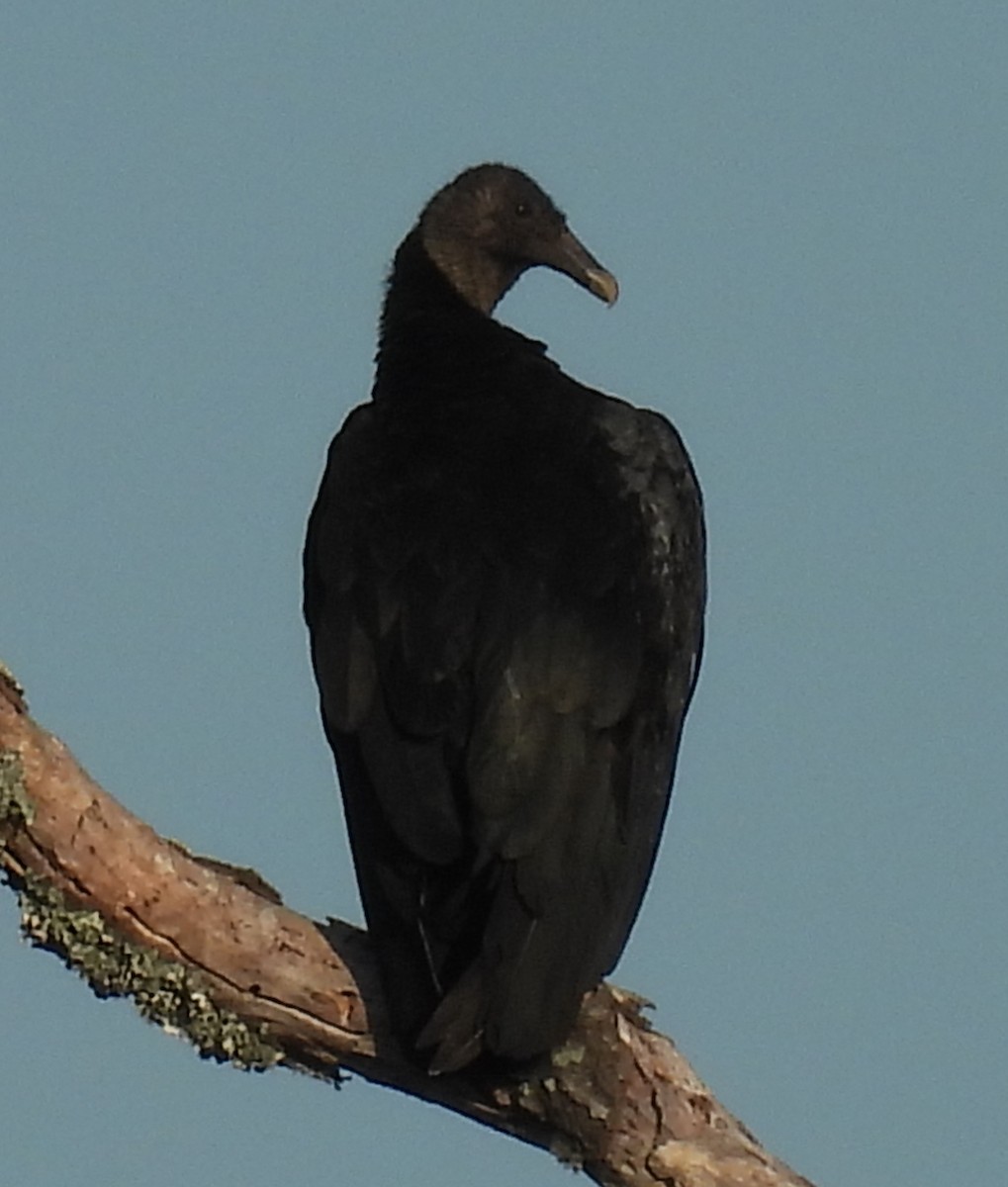 Black Vulture - Jeffrey Blalock