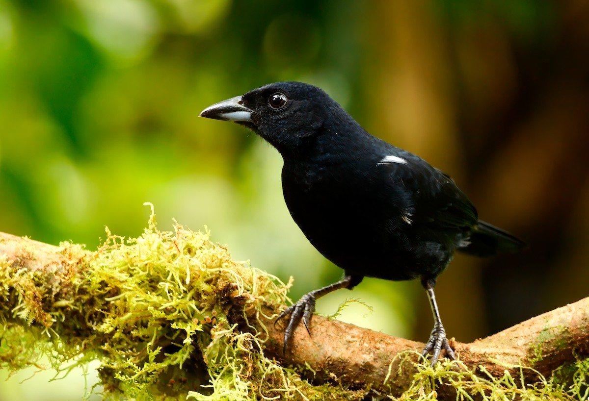 White-lined Tanager - ML620842146