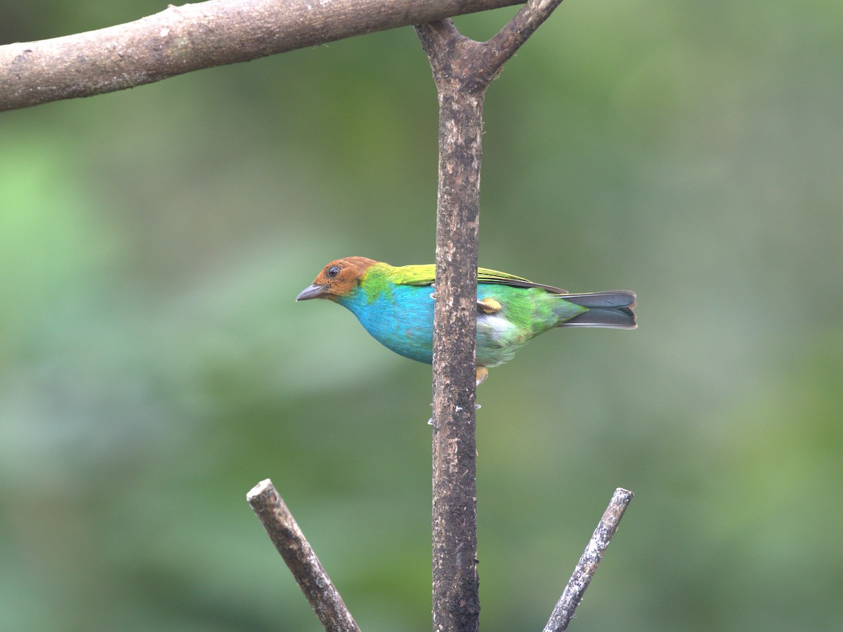 Bay-headed Tanager (Bay-and-blue) - ML620842149