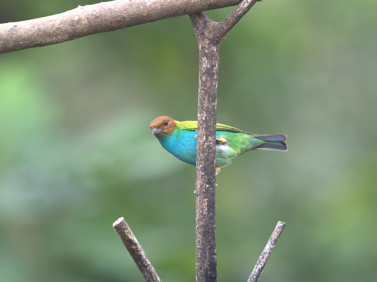 Bay-headed Tanager (Bay-and-blue) - ML620842157