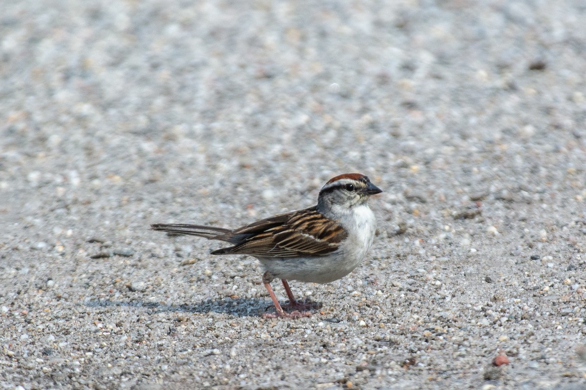 Chipping Sparrow - Lisa Nasta