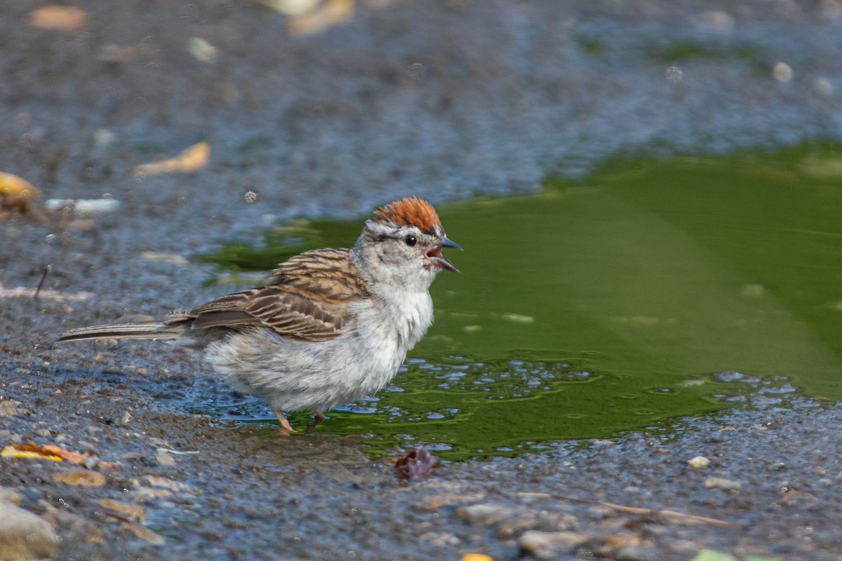 Chipping Sparrow - ML620842191