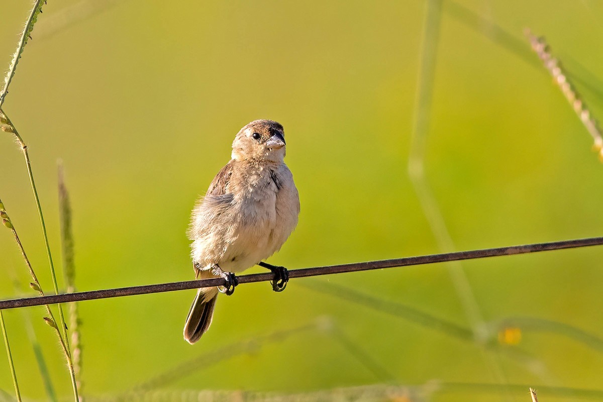 Copper Seedeater - ML620842201