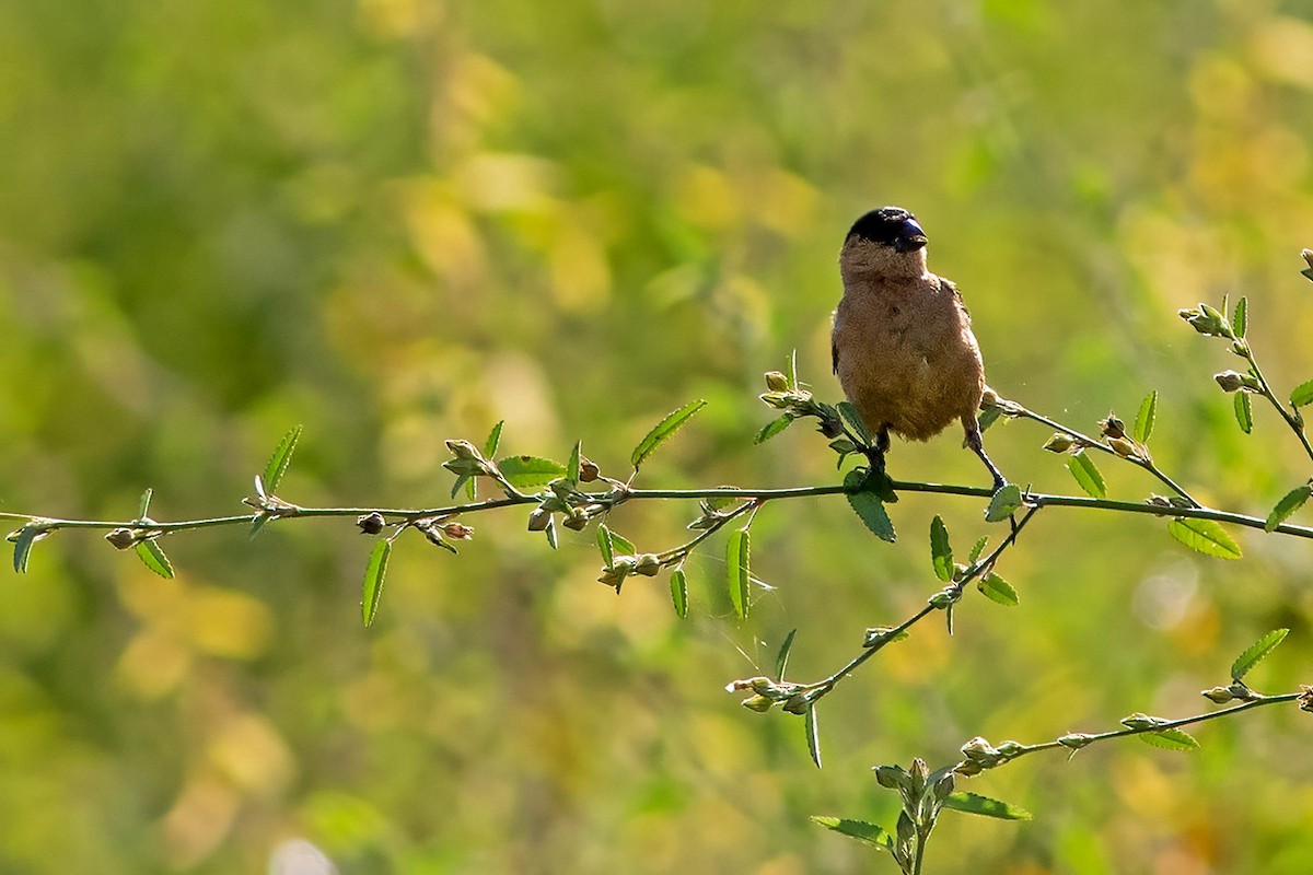 Copper Seedeater - ML620842202